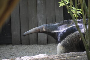 Diesen extrem coolen Ameisenbären könnt ihr im Zoo sehen.