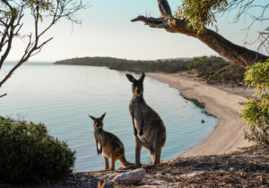 Abenteuer in Südaustralien