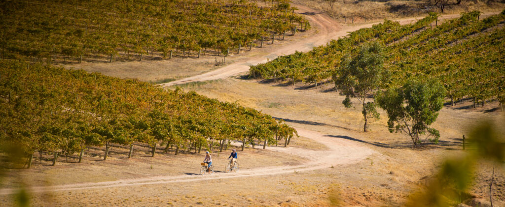 Fahrradfahrer machen eine Tour durch die Weintraubenreben in Südaustralien.