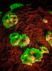 Entdecke die wunderbare Welt der Natur.