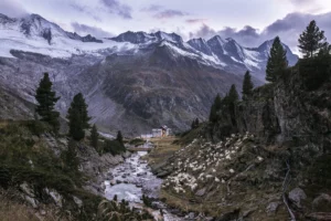 Almabtrieb in Finkenberg