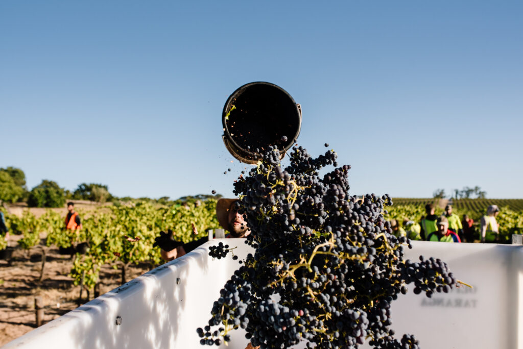 Weintrauben werden verarveitet in Südaustralien.