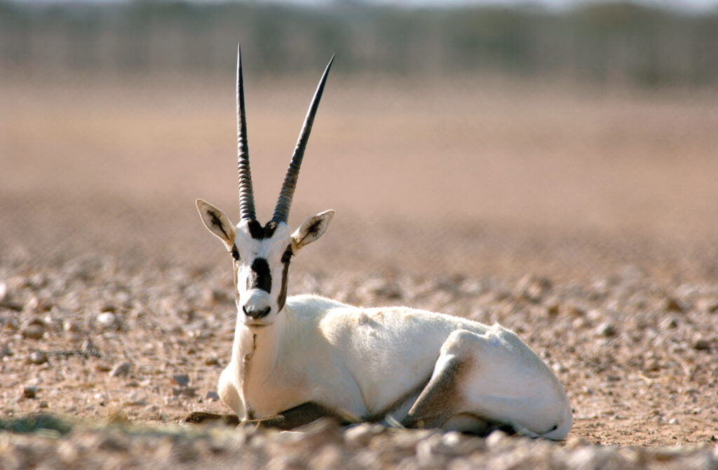 In der Wüste Omans lebt die Oryx-Antilope.