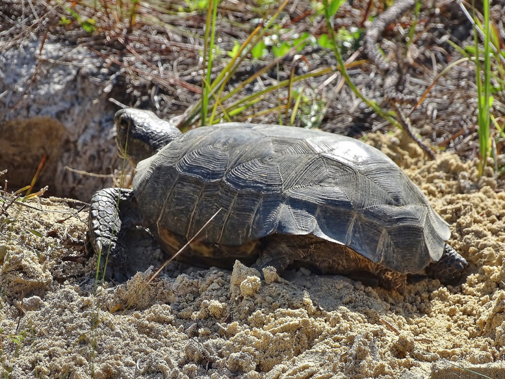Schildkröten auf Shell Island