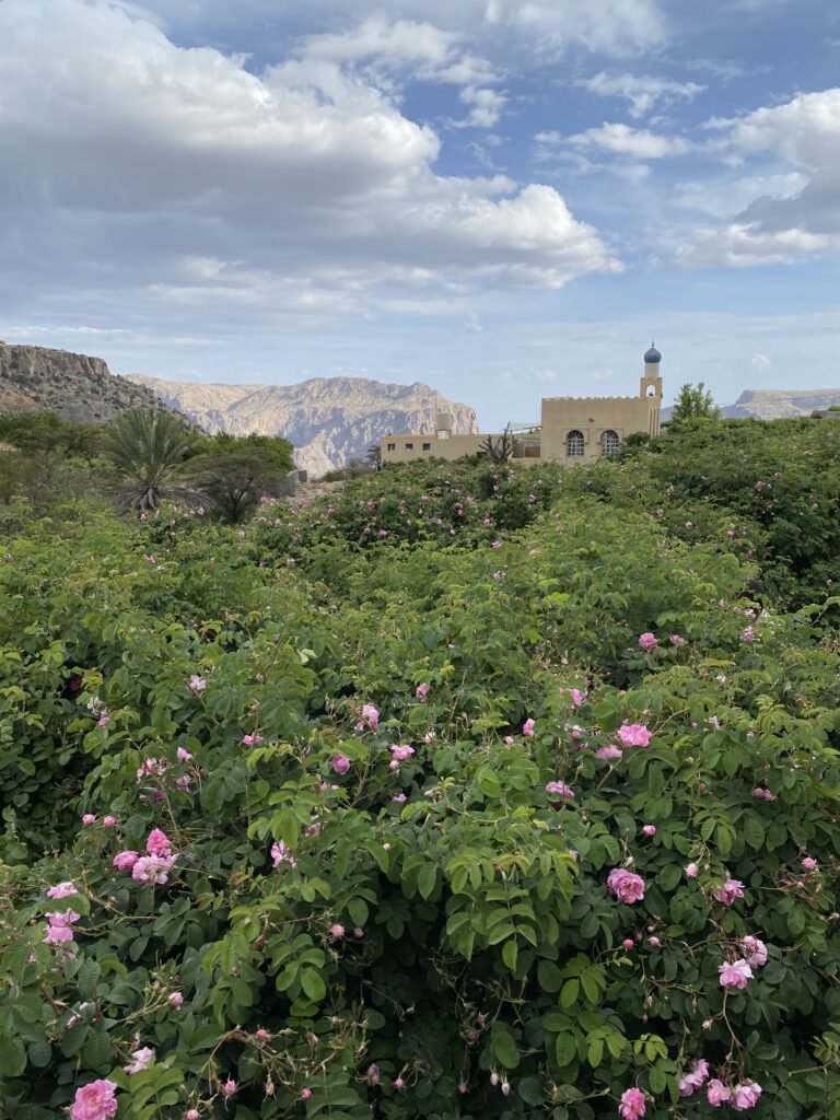 Rosenbüsche in Hajar.