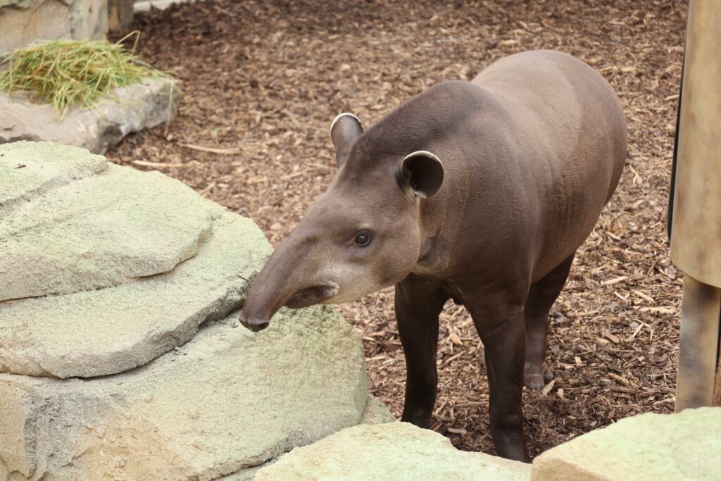 Theodor der Tapir ist ein wahrer Star im Allwetterzoo Münster
