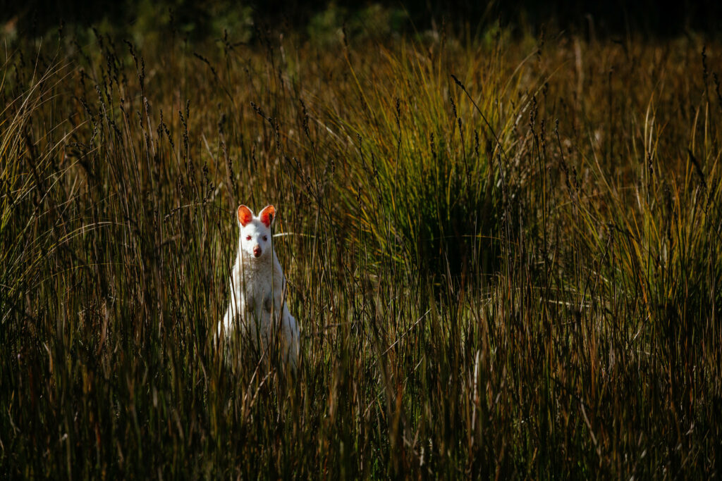 Ein Wallaby im Grass.