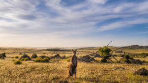 Kangaroo Island