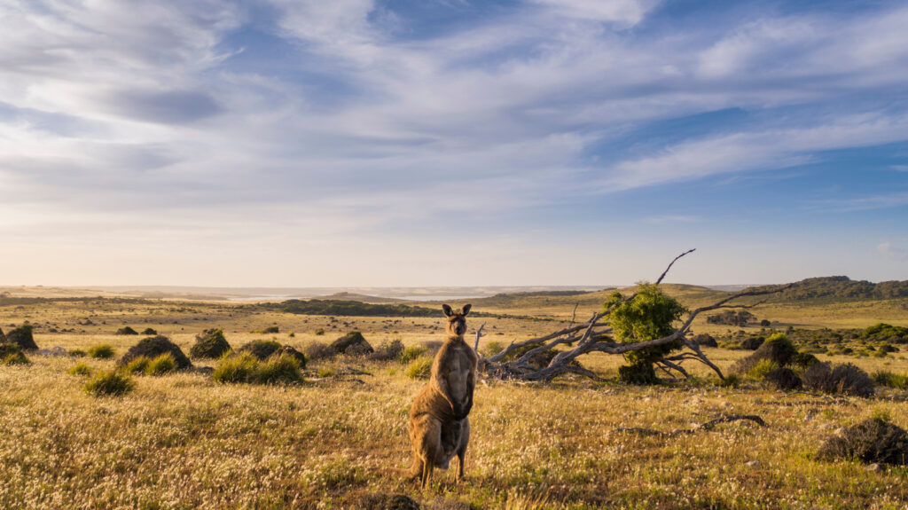 Kängurus und Koalas in Südaustralien.