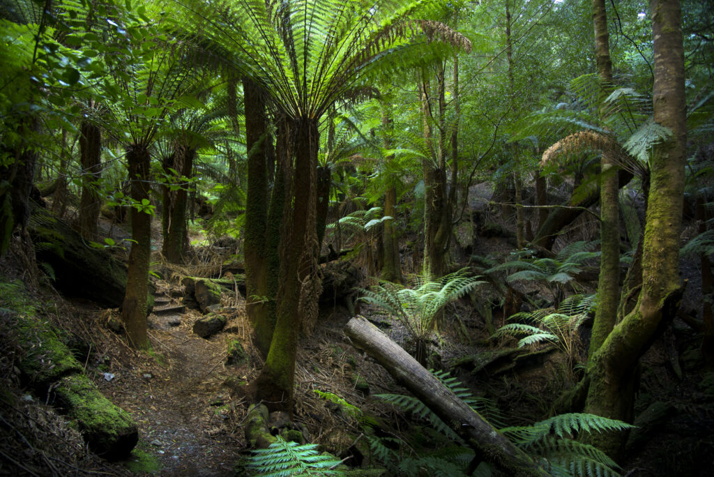 Regenwald in Tasmanien.