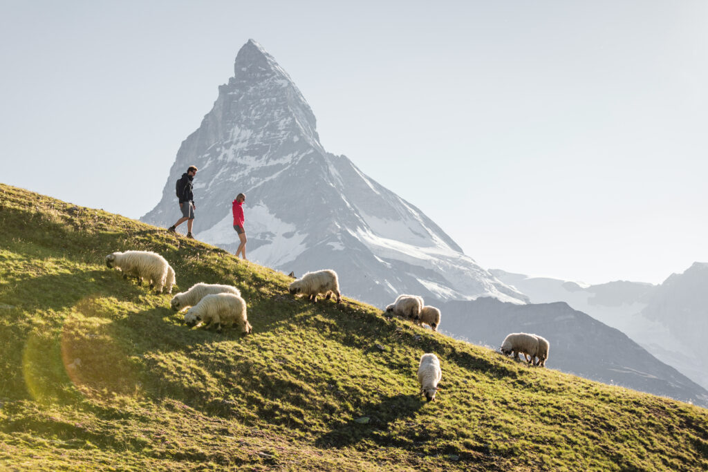 Mehr Natur geht wirklich nicht. Die Schafe lassen sich durch ein paar Wanderer nicht stören.