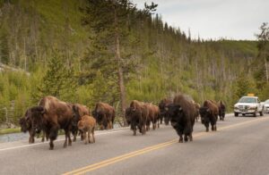 Bisons im Yellowstone Nationalpark