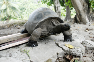 Schildkröte auf dn Seychellen.